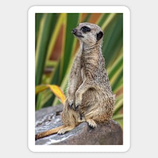 Meerkat Sticker